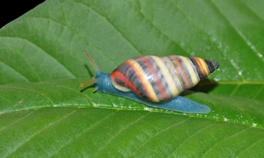 Bulime multifascié (Observatoire martiniquais de la biodiversité)